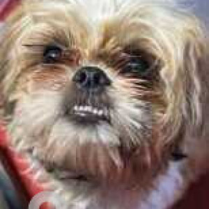 Missing: White-Brown Mix Female Shih Tzu Dog from Kumarswamy Layout, near Monica Beauty Parlour & Tattoos