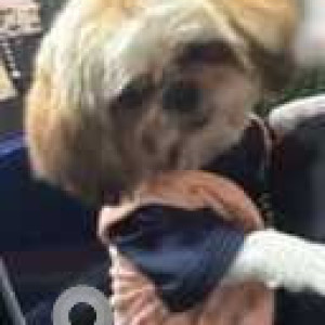 Missing: White-Brown Mix Female Shih Tzu Dog from Kumarswamy Layout, near Monica Beauty Parlour & Tattoos-3