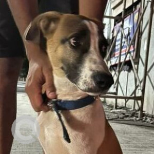 Found: White-Brown Mix Male Indie Dog from Aundh Road, near District Hospital