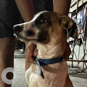 Found: White-Brown Mix Male Indie Dog from Aundh Road, near District Hospital-2