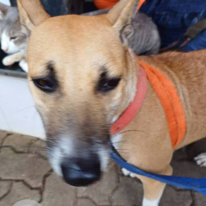 Missing: Brown Female Indie Dog from Pestom Sagar Road 2 Chembur West-2
