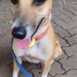 Missing: Brown Female Indie Dog from Pestom Sagar Road 2 Chembur West-3