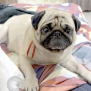 A White Pug Dog Missing from Mohali Village, Mohali-2
