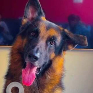 Missing: Black and Brown Male German Shepherd Dog from Vikhroli West Fire Station / Vikhroli Parksite