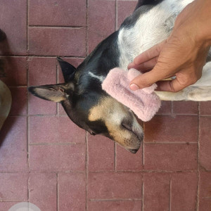 Missing: Black and White Male Indie Dog from Sector 4 kharghar , front lane of ymt college-2