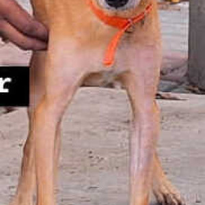 Missing: Brown Female Indie (mix) Dog from Nagar, Chengalpattu, Vallam, Tamil Nadu