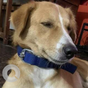 Missing: White-Brown Mix Male Indie Dog from SFX High school shetyewado Mapusa-2