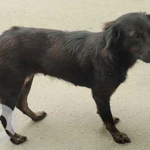 Found: Black Female Indie Dog from Kengeri Upanagara-2