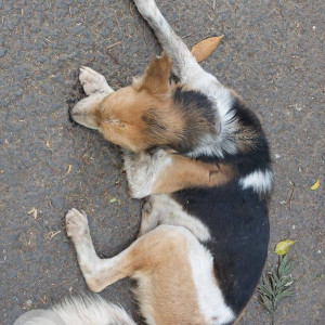 Found: White-Brown Mix Male Indie Dog from B T Kawade-2