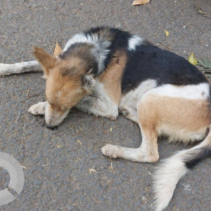 Found: White-Brown Mix Male Indie Dog from B T Kawade