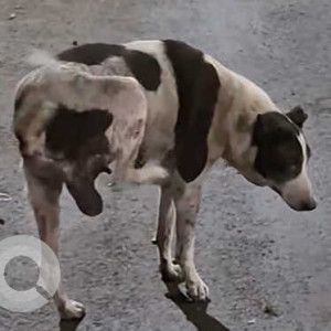 Missing: Black and White Female Indie Dog from Pimpri, Pune