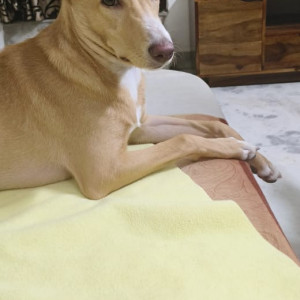 Missing: White-Brown Mix Female Indie Dog from Govindpuri Extension Gali No 8-3