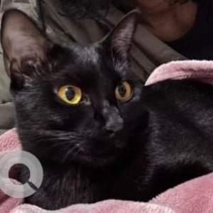 Missing: Black Female Indie Cat from Chinchwad St. Road, Pcmc-2