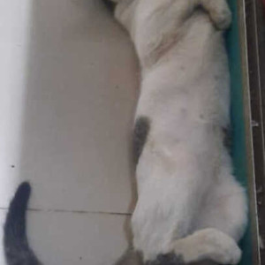 Missing: White and Grey Male Indie Cat from Sneha Hospital Gali, Navghar road, Bhayander east-2