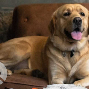 Missing: Brown Male Labrador Dog from Khahare, Lakeside