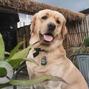 Missing: Brown Male Labrador Dog from Khahare, Lakeside-2