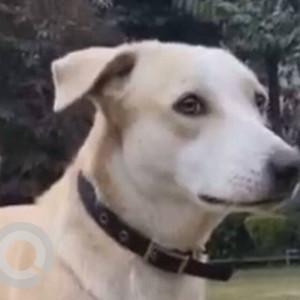 Missing: White-Brown Mix Male Indie Dog from Rohit Kunj, Pitampura