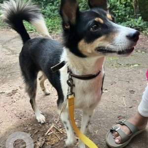 A Black and White Indie Dog Found from Charrasta, Anjuna
