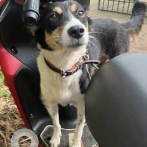 A Black and White Indie Dog Found from Charrasta, Anjuna-2