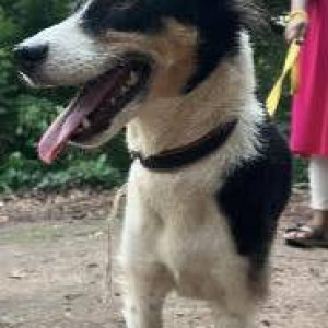 A Black and White Indie Dog Found from Charrasta, Anjuna-3