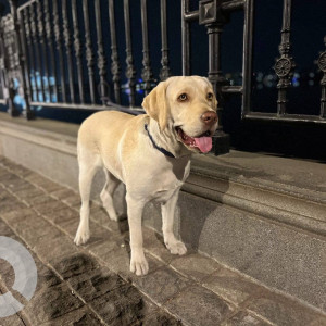 A White Labrador Dog Missing from Chikkadpally, Hyderabad-2