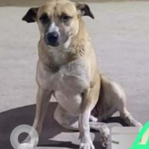 A White-Brown Mix Indie Dog Missing from Bagdola c block sector 8, Dwarka