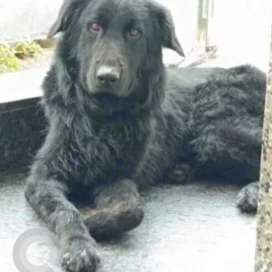 Missing: Black Male Indie Dog from Rajarajeshwari Nagar, near Global Academy of Technology engineering college