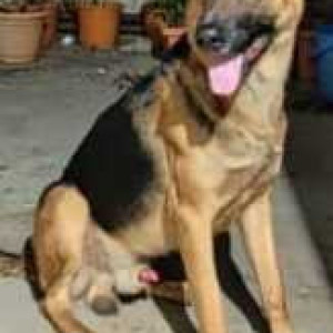 Missing: Black and Brown Male German Shepherd Dog from Jadhavwadi, Moshi area-2