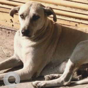 Missing: White Male Indie Dog from Pushp vihar transit camp New Delhi