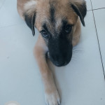 Missing: Black and Brown Male Aspin Dog from bagong, silangan city