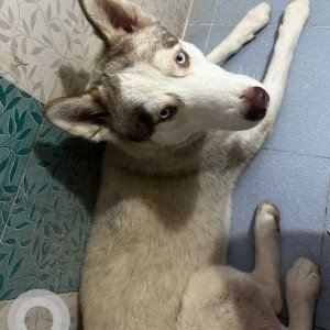 Missing: White and Grey Male Siberian Husky Dog from Kariyanpalya, near Lingrajpuram, Oil Mill Road