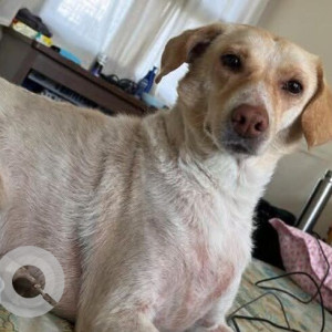 A White-Brown Mix Indie Dog Missing from Gurgaon