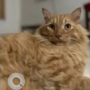 A Orange Ginger Tabby Cat Missing from Ejipura, Bengaluru
