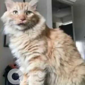 A Orange Ginger Tabby Cat Missing from Ejipura, Bengaluru-2