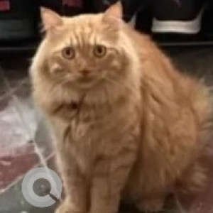 A Orange Ginger Tabby Cat Missing from Ejipura, Bengaluru-3