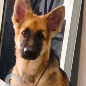 A Black and Brown German Shepherd Dog Missing from Banashankari, Bengaluru