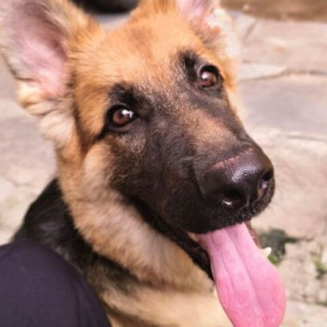 A Black and Brown German Shepherd Dog Missing from Banashankari, Bengaluru-2
