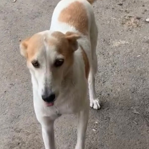 White-Brown Mix Female Indie Dog is Missing from Balewadi in the Comedy Clubhouse lane-2