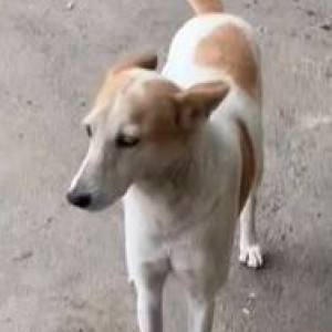 White-Brown Mix Female Indie Dog is Missing from Balewadi in the Comedy Clubhouse lane