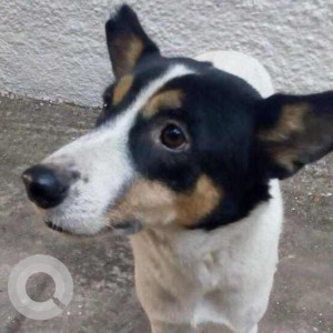 Missing: Black and White Female Indie Dog from Anand Lok-3