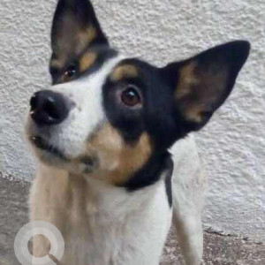 Missing: Black and White Female Indie Dog from Anand Lok-2