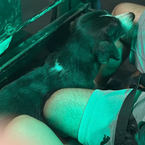 Found: Black and White Female Indie Dog from Bandra Water field road-2