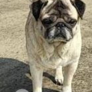 Missing: White Male Pug Dog from Kopri Colony, NR Sai baba Mandir, Thane