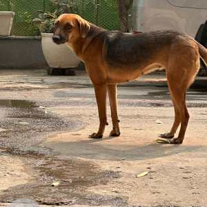 Black and Brown Female Indie Dog is Missing from C block petrol pump