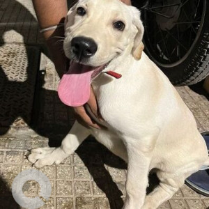 Found: White Female Labrador Dog from Basavangar, HAL Old Airport Road