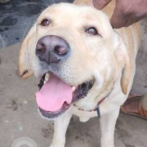 Found: White Male Labrador Dog from Netaji Park basaveshwarnagar