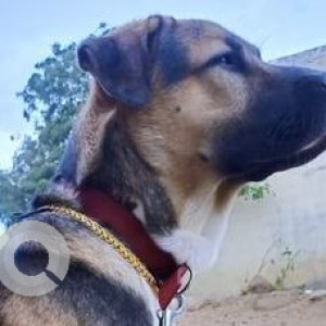 Missing: Black and Brown Male Labrador Dog from Talamadla, Rajampet mandal, Kamareddy-3