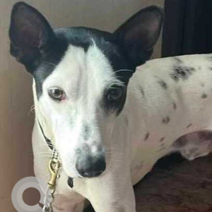 Missing: Black and White Male Mongrel Dog from Madipakkam, Chennai