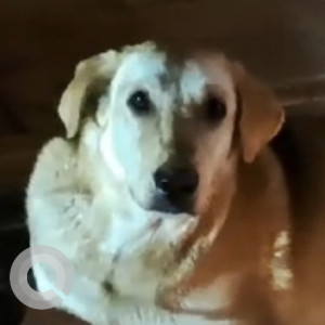Found: White Male Labrador Dog from Rajouri garden / subhash nagar area