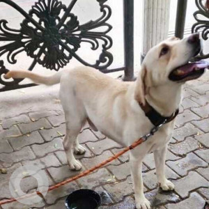 Found: White Male Labrador Dog from Rahija Residency near wipro park, Koramangala